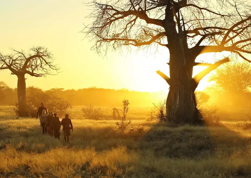 Walking safari among baobabs in Ruaha National Park