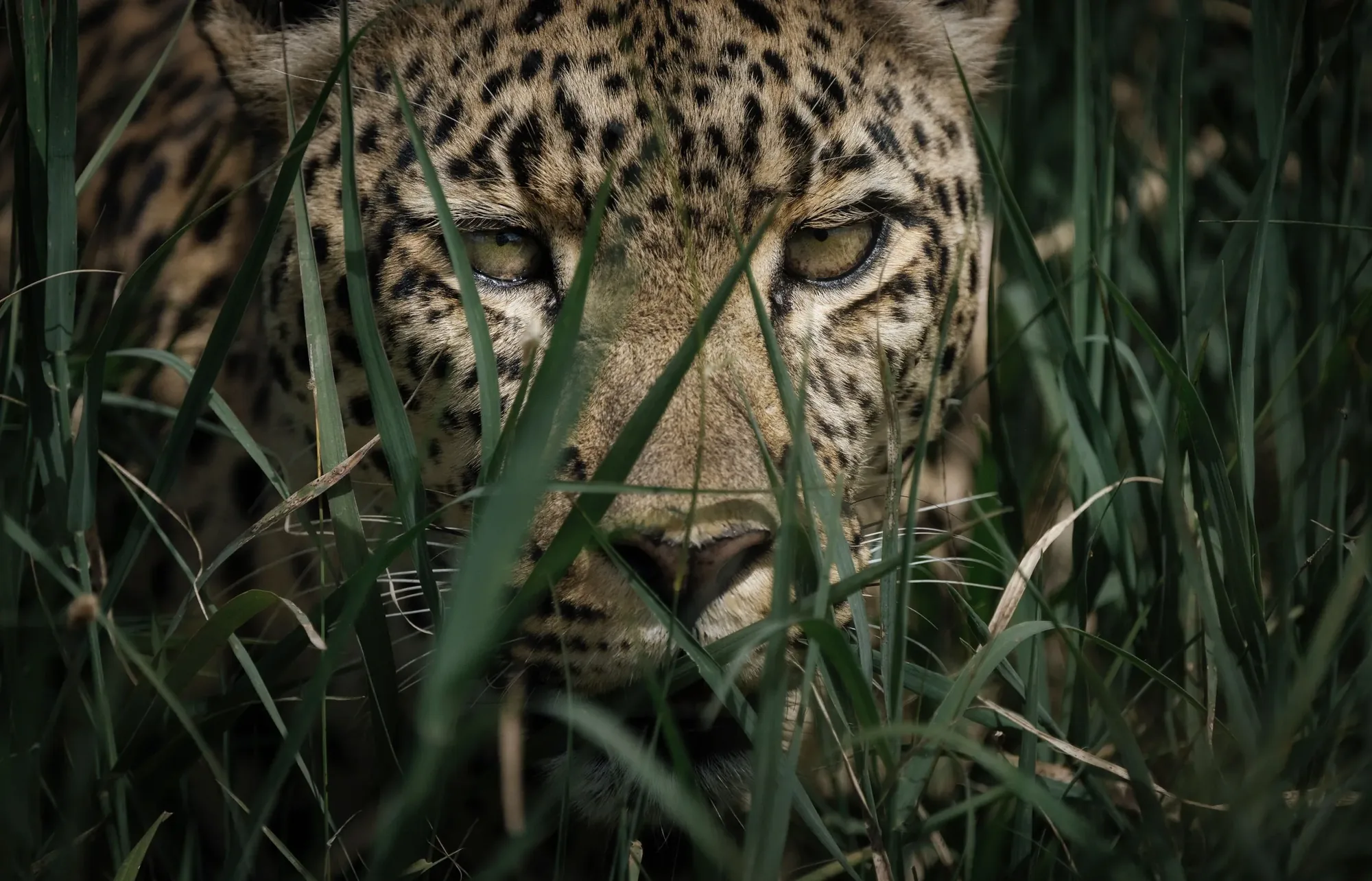 Leopard in the grass, East Africa safari