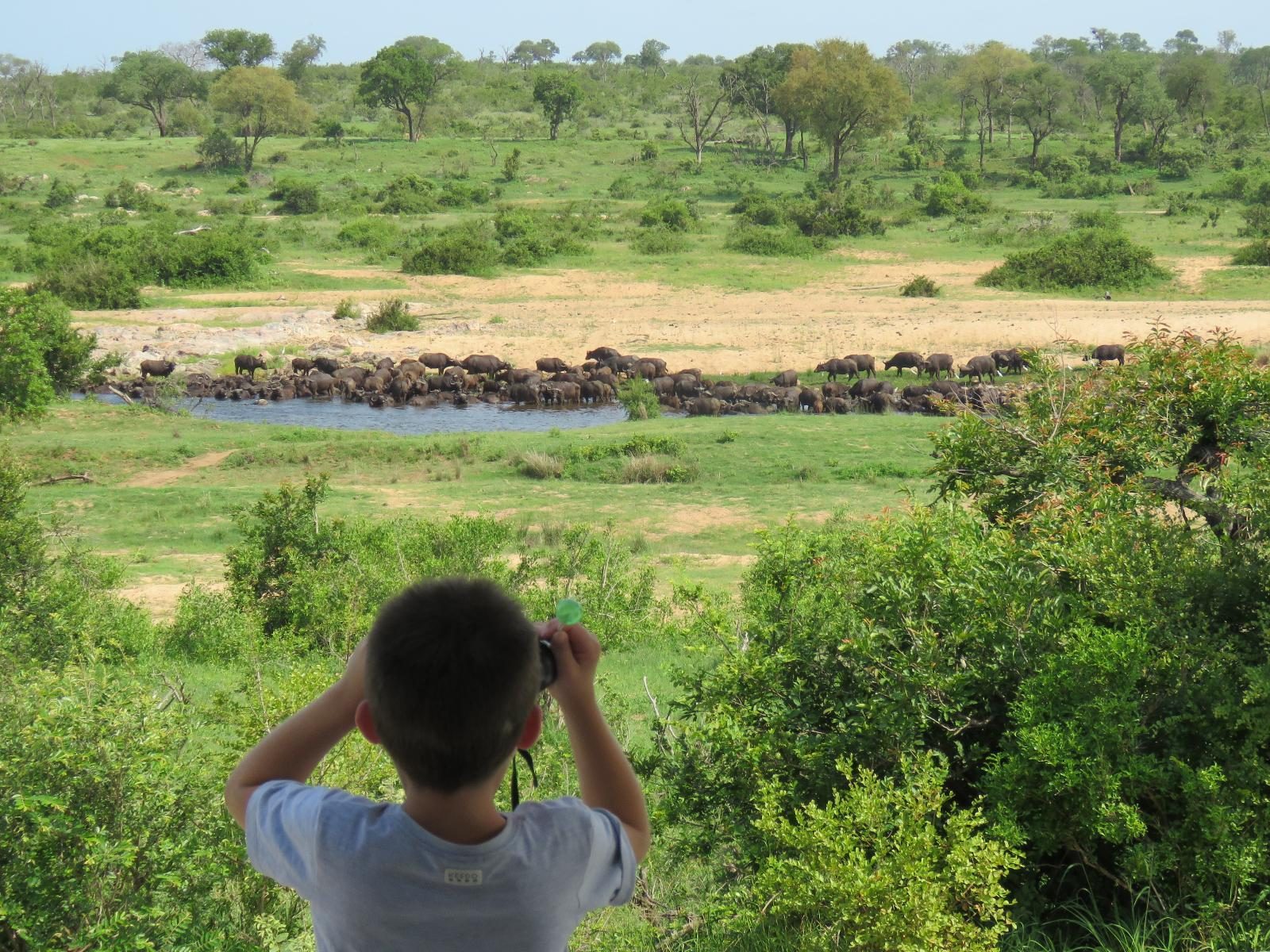 Family safari watching buffalo in Tarangire