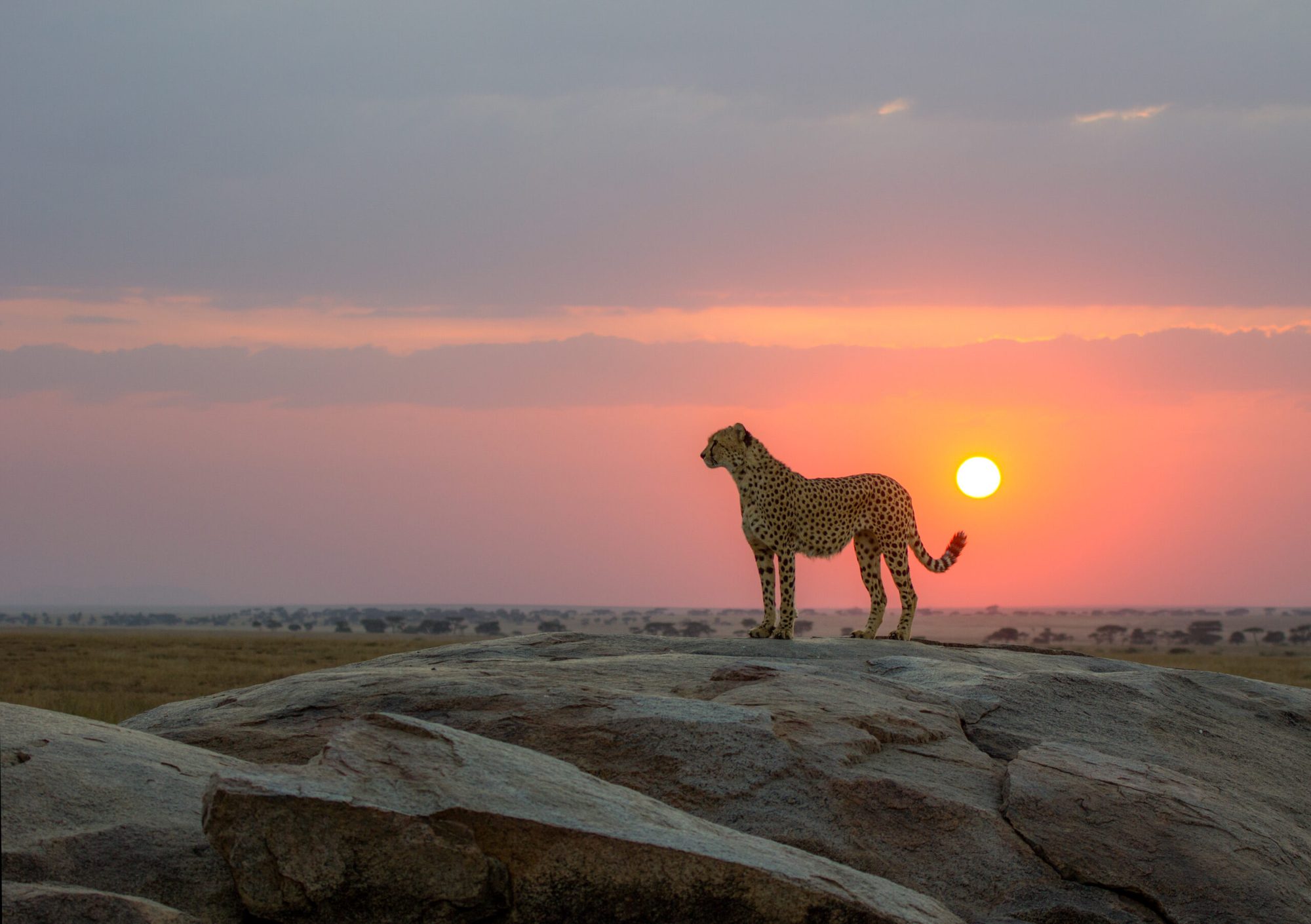 Luxury Serengeti safari with fly back option