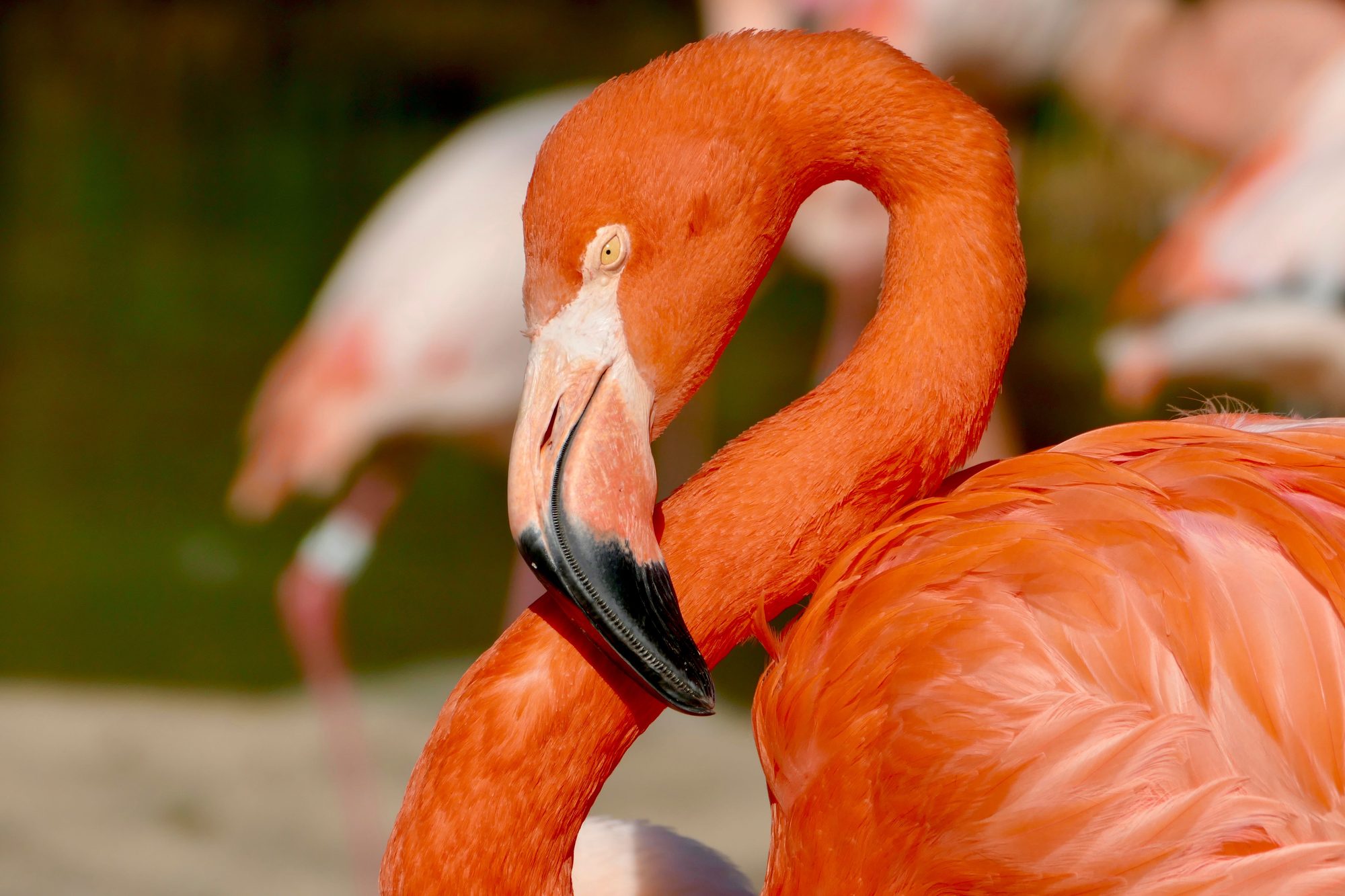 Flamingo at Lake Natron
