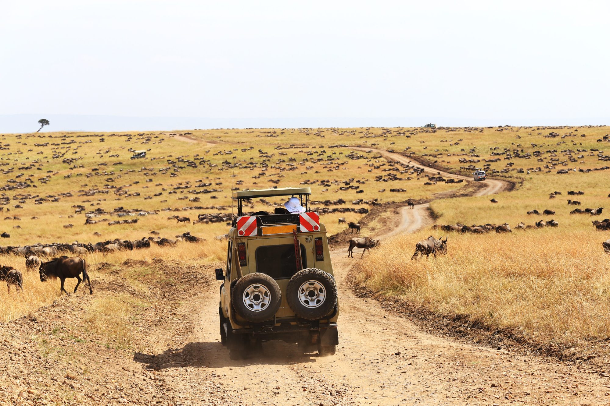 Safari vehicle beside a migrating wildebeest herd