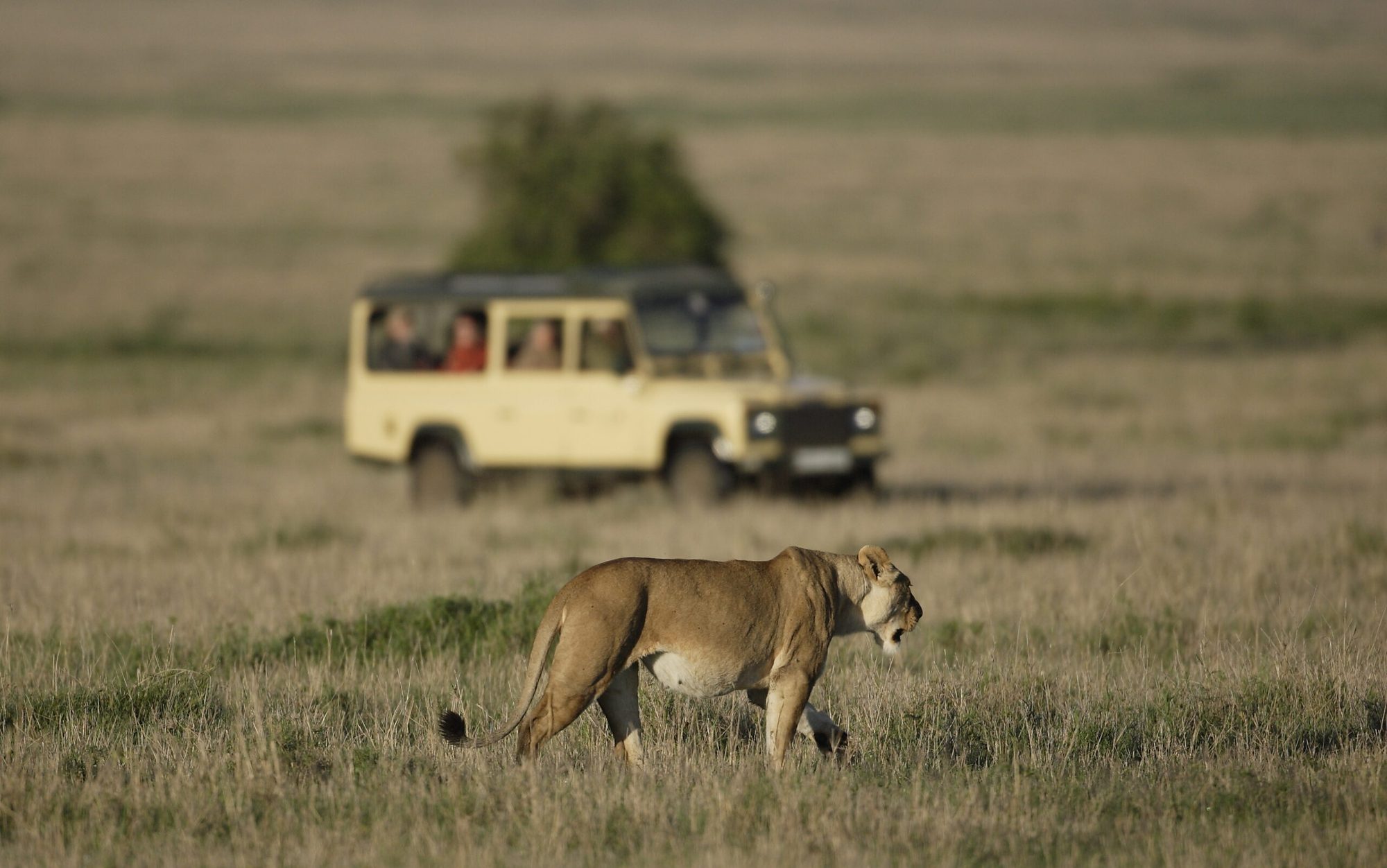 Lioness beside a safari vehicle
