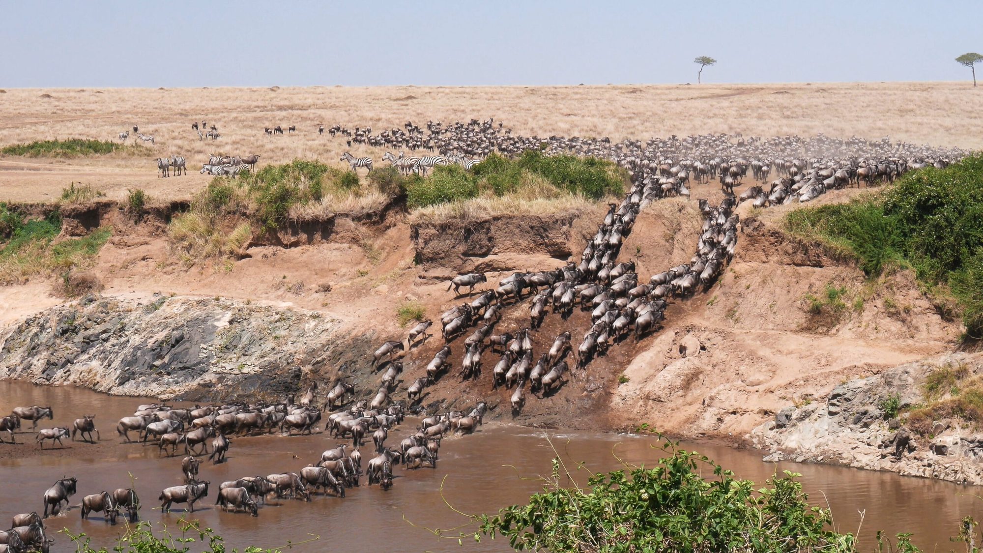 Wildebeest crossing a river during the Great Migration in the Serengeti