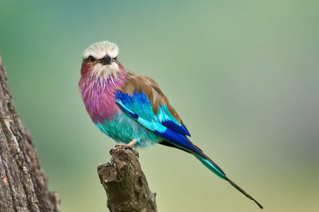 Lilac-breasted roller bird near Lake Natron