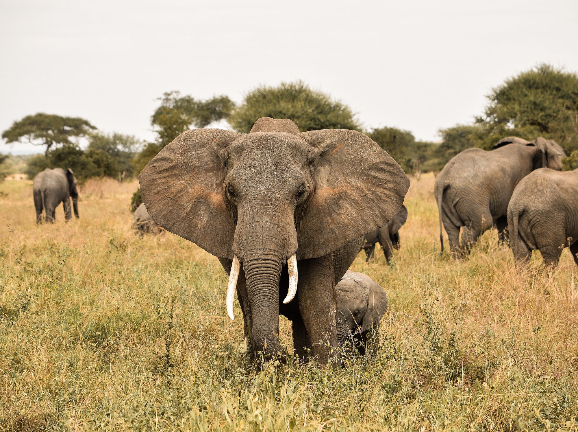 Elephant family in Tarangire National Park