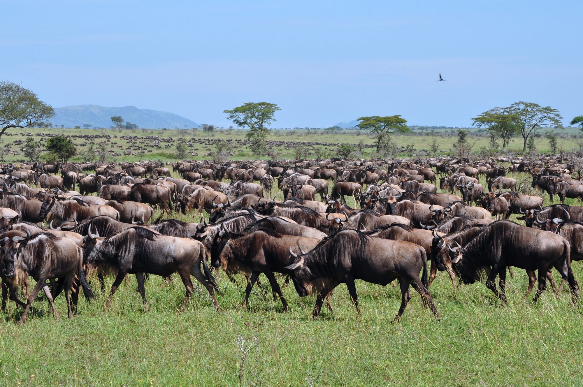 Wildebeest on the grassland plains