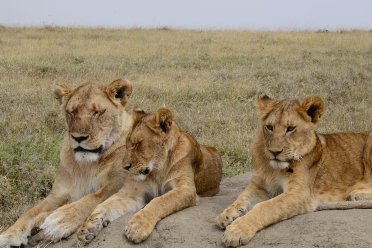 4 Day Luxury Tanzania Wildlife Safari | Tanzania Safari Tour