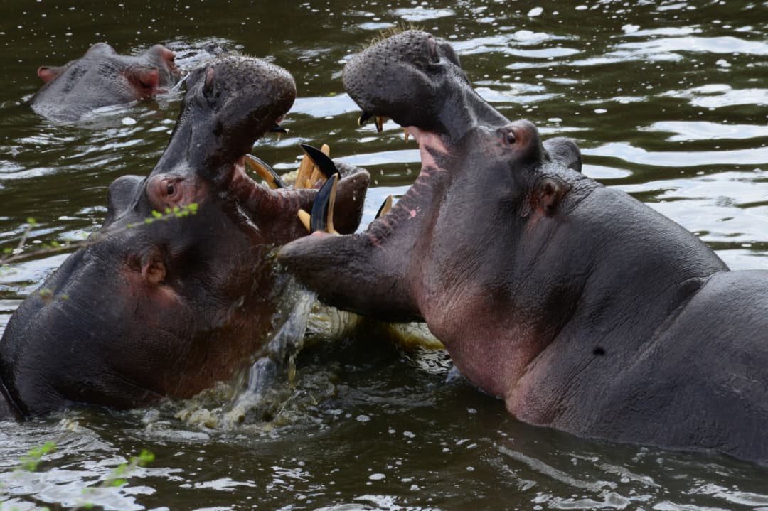 2 Days Unforgettable Safari to Ngorongoro Crater