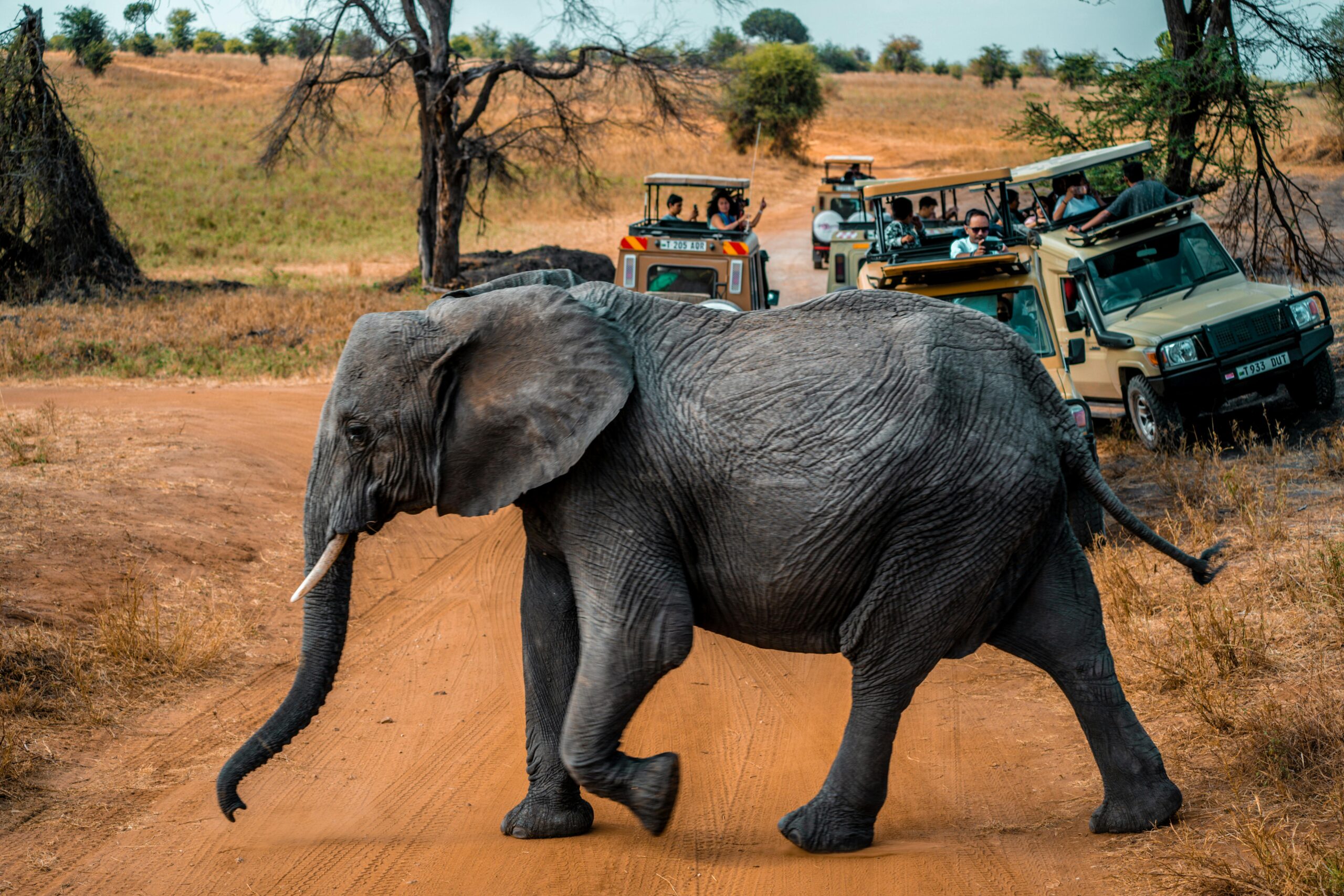 5 Days Beautiful Tanzania Lodge Safari